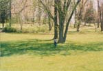 1998 (305)