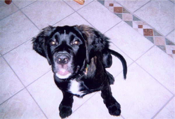 Thor