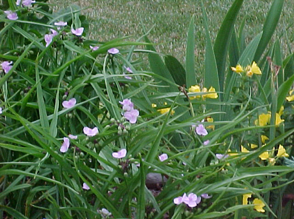 Copy of Flowers 4_12