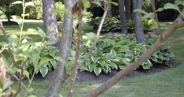 Hosta bed 1
