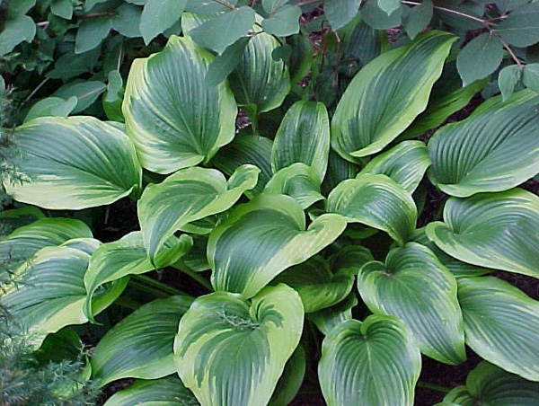 Hosta2