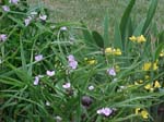 Copy of Flowers 4_12