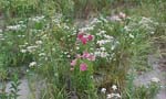 Flowers 6_49