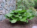Hosta