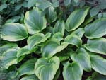 Hosta2