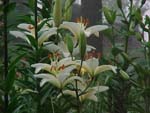 Lillies 2