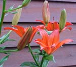 Lillies_68