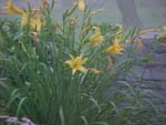 Misty Daylillies_75