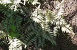 Mothers Day 2009 Fern Detail 1_79