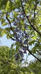 Mothers Day 2009 Wisteria cluster 1_91