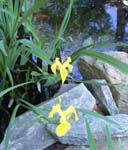 Mothers Day 2009 water iris_89
