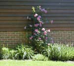 Susan and Polly's rose
